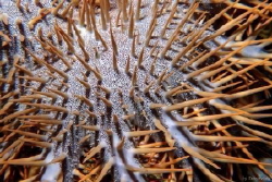 close up of a crown of thorn seastar by Seania Wing 